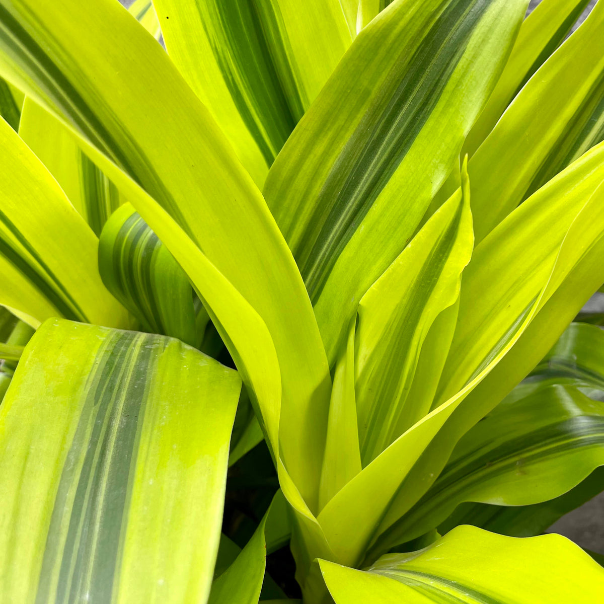 Dracaena 'Kristi' tips 10