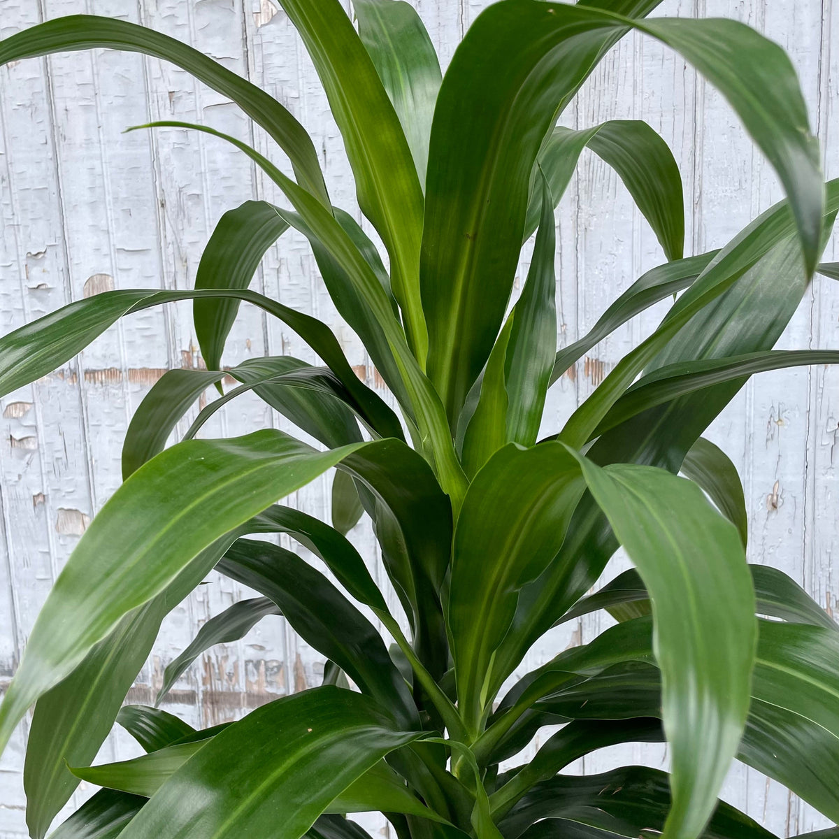 Dracaena 'Lisa' cut-back cane #3 at SPROUT HOME