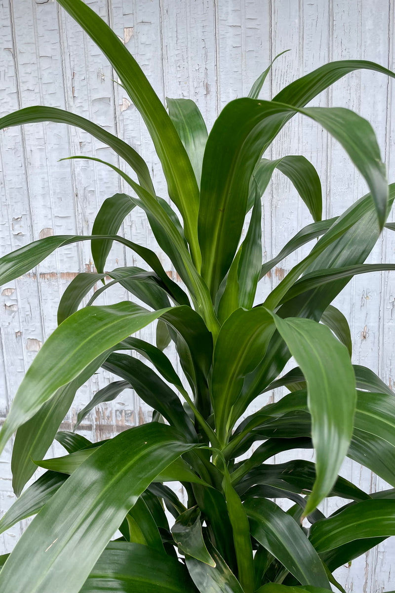 A detailed view of Dracaena 'Lisa' cut-back cane #3 against wooden backdrop 