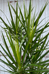 A detailed view of Dracaena marginata cut-back cane #3 against wooden backdrop