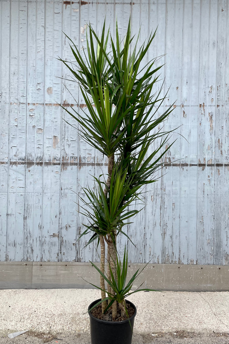 A full view of Dracaena marginata cut-back cane #3 in grow pot against wooden backdrop