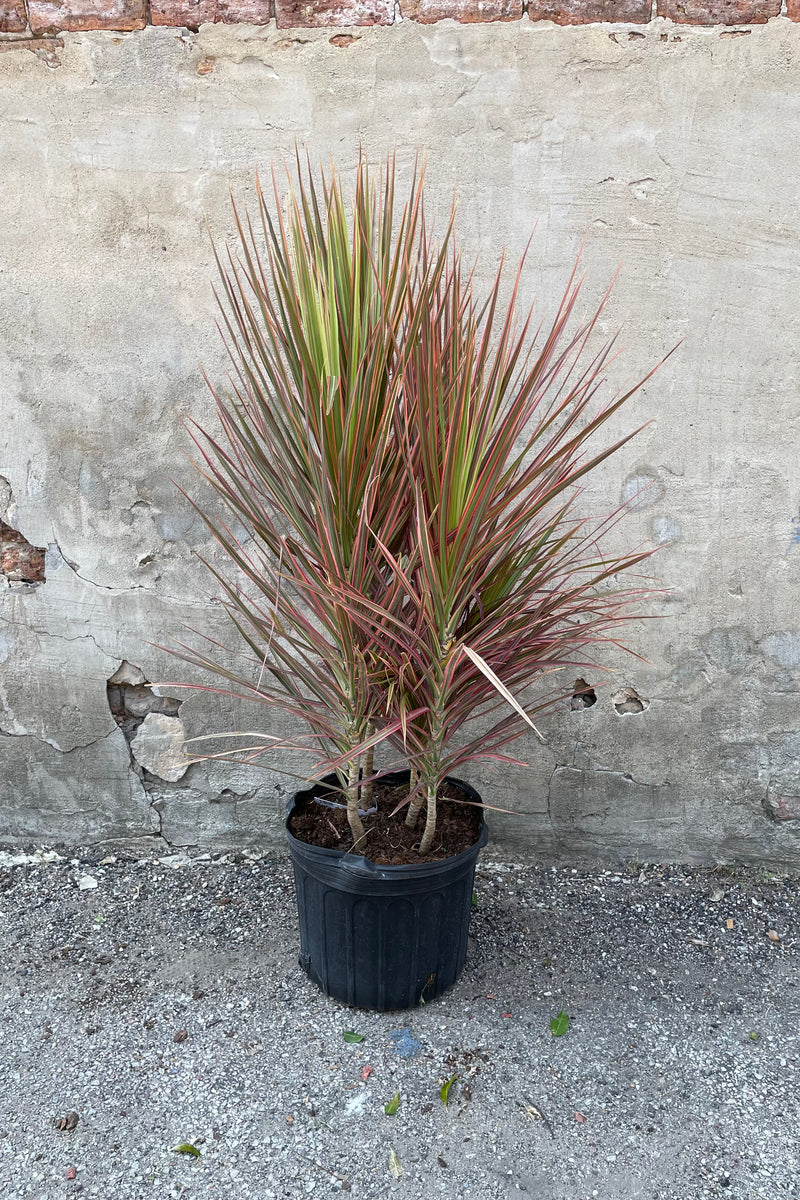Dracaena marginata 'Colorama' in a 14" growers pot against a grey wall. 