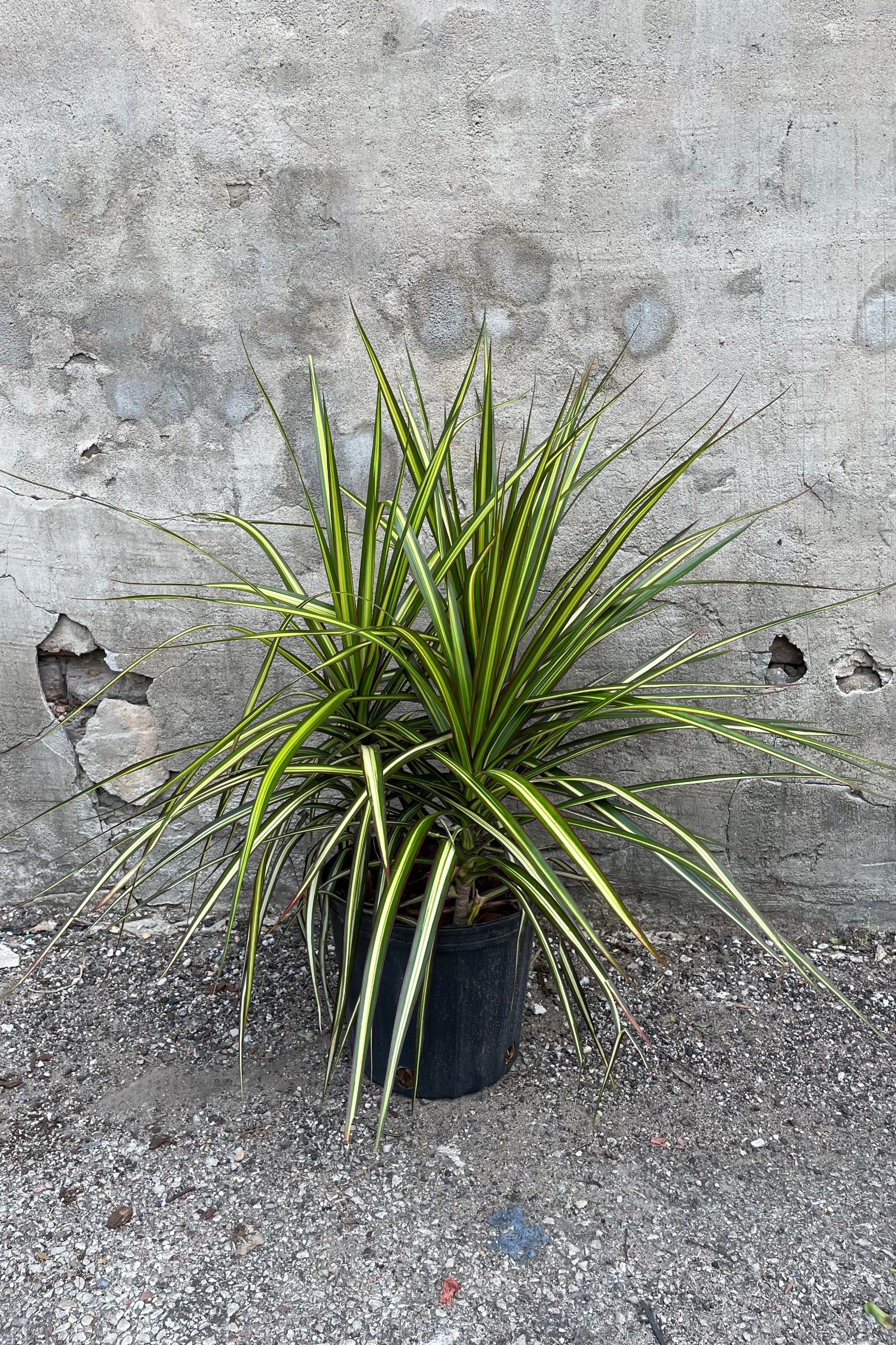 Dracaena marginata 'Kiwi' in a 10" growers pot against a grey wall. ©Sprout Home