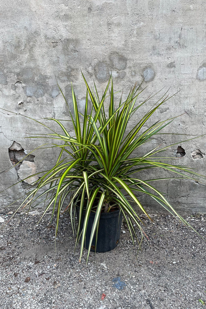 Dracaena marginata 'Kiwi' in a 10" growers pot against a grey wall. 