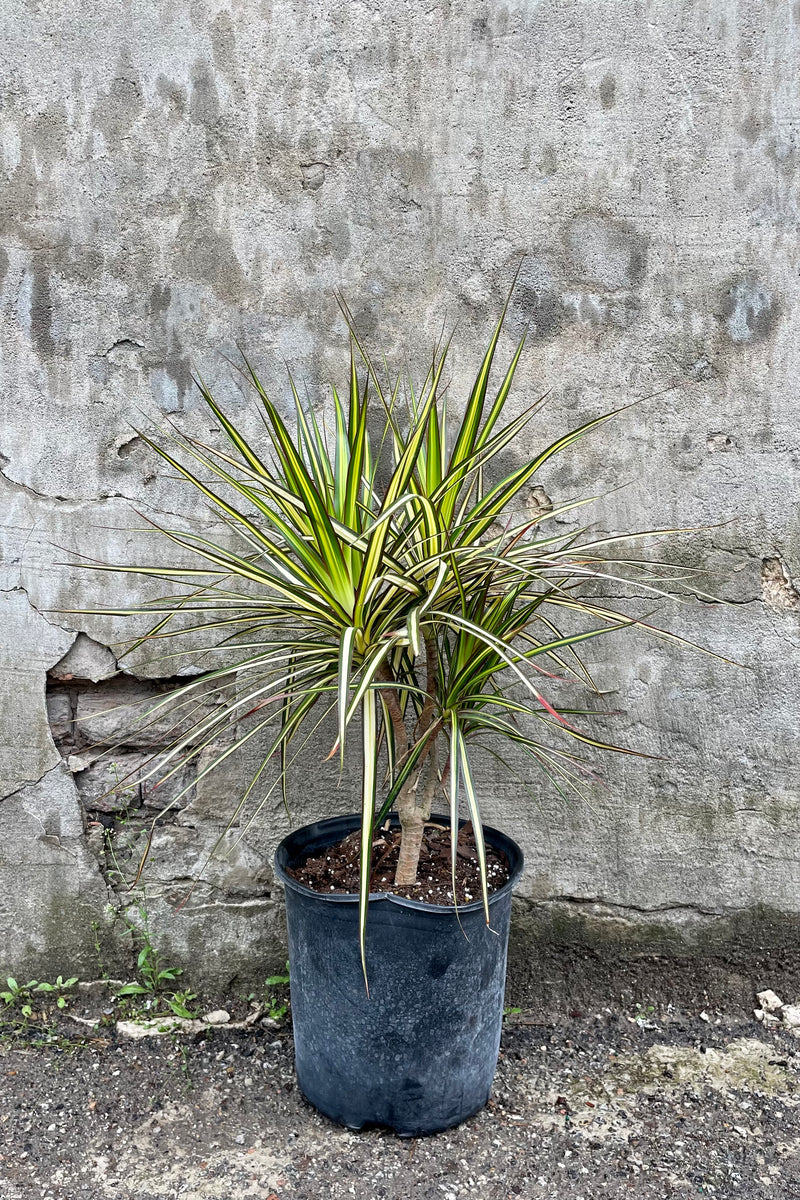 Dracaena marginata 'Kiwi' character stump 10" black growers pot against a grey wall