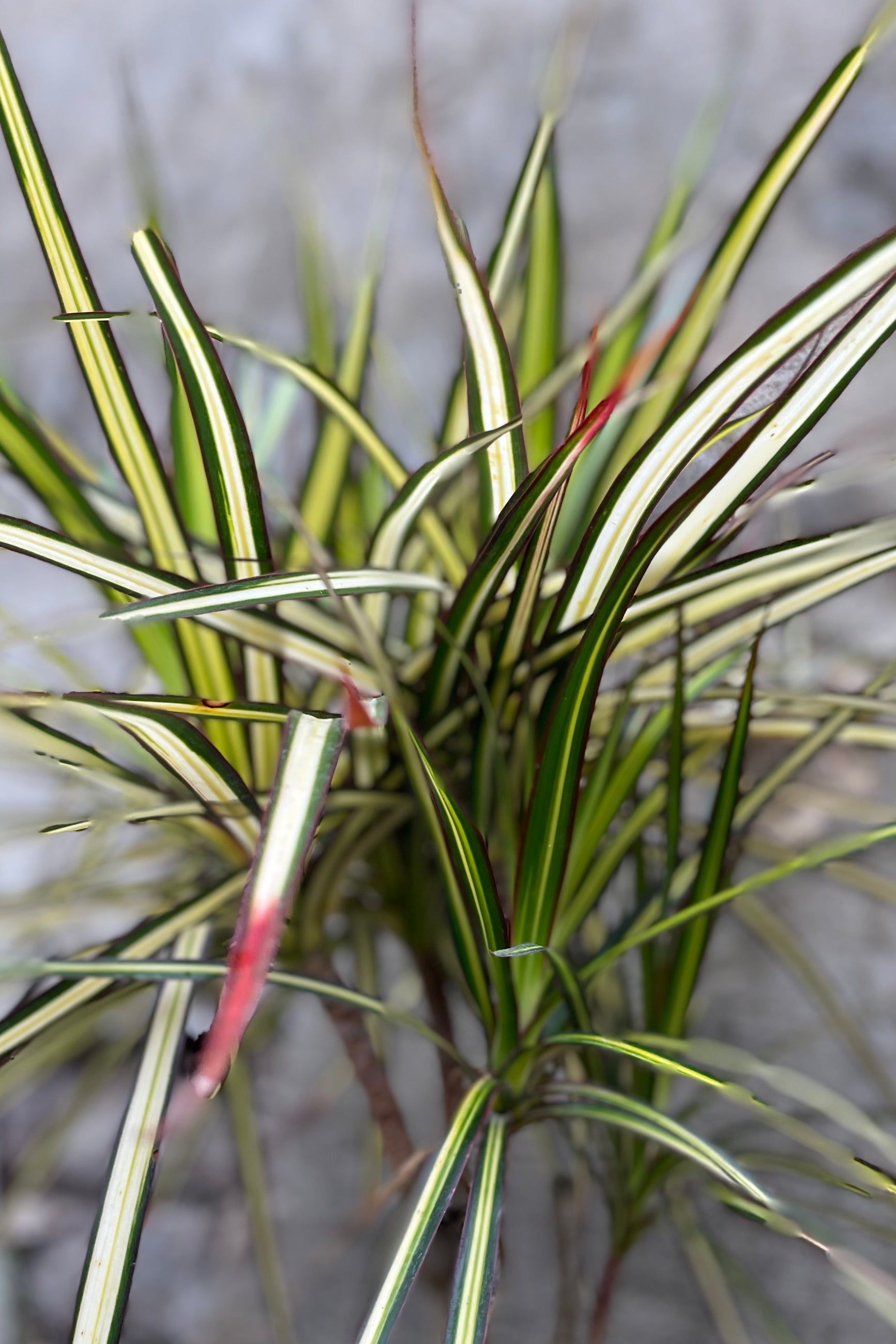 detail of Dracaena marginata 'Kiwi' character stump 10" against a grey wall ©Sprout Home
