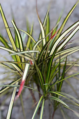 detail of Dracaena marginata 'Kiwi' character stump 10" against a grey wall