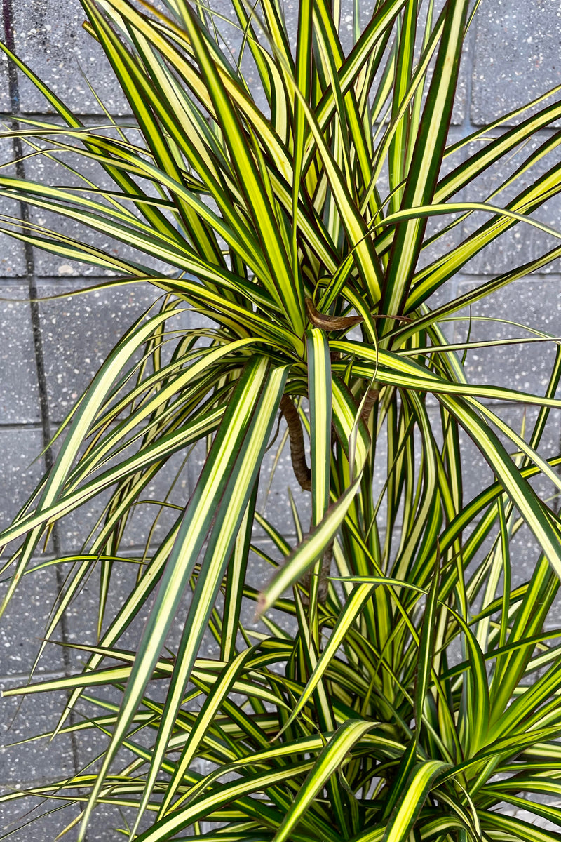 A detailed look at the foliage of the Dracaena marginata 'Kiwi' multi cane 10"