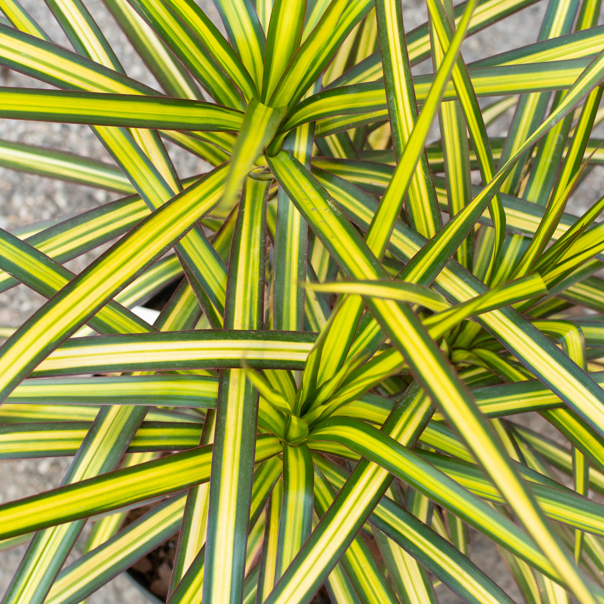 dracaena don't sun Dracaena marginata 'Ray of Sunshine' tips 10" at SPROUT HOME