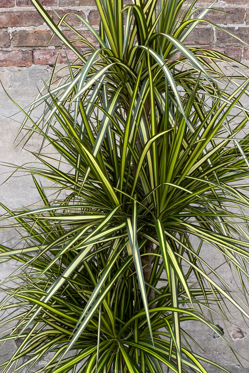 Close up of Dracaena marginata 'Kiwi' multi-cane leaves