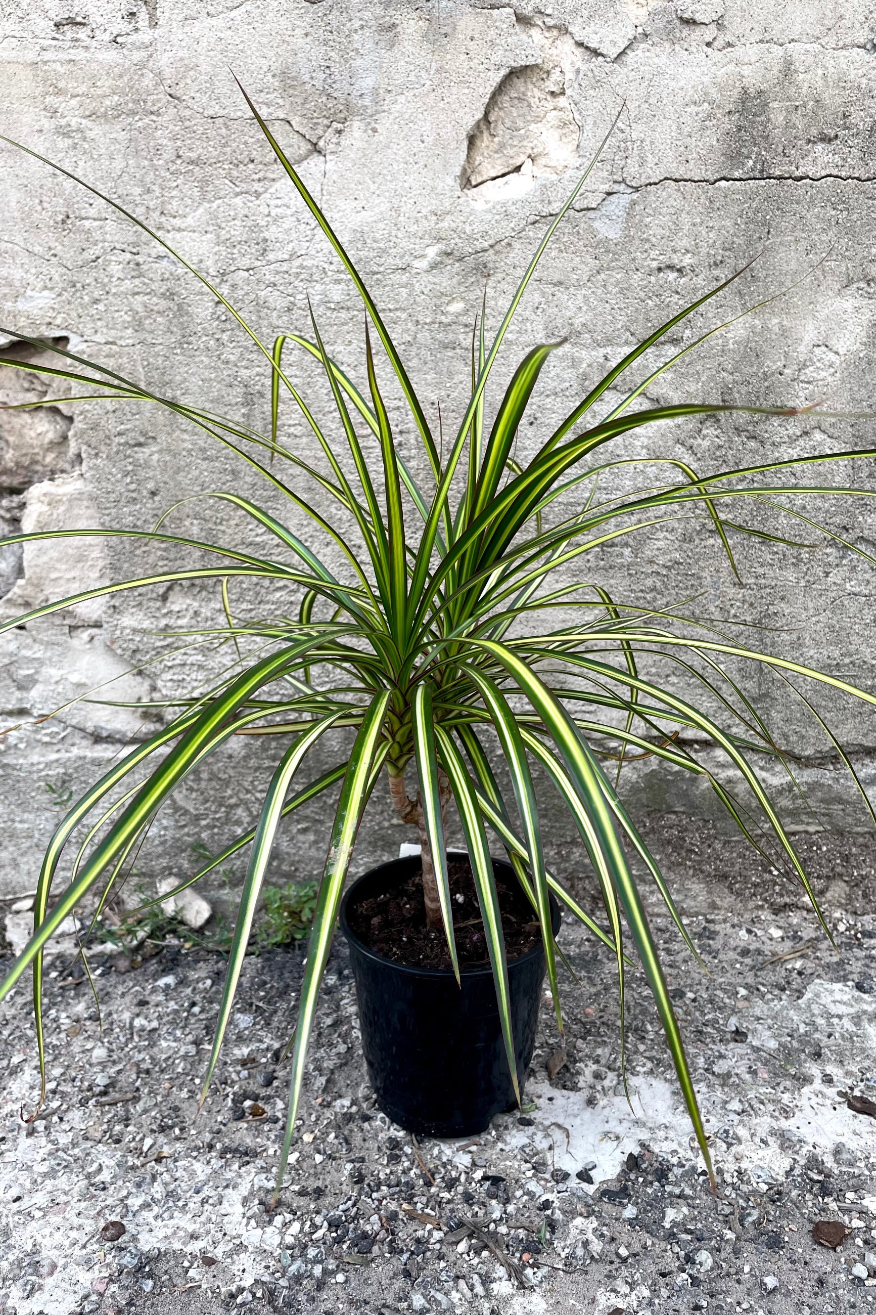 A full-body view of the 5" Dracaena marginata 'Kiwi' against a concrete backdrop ©Sprout Home