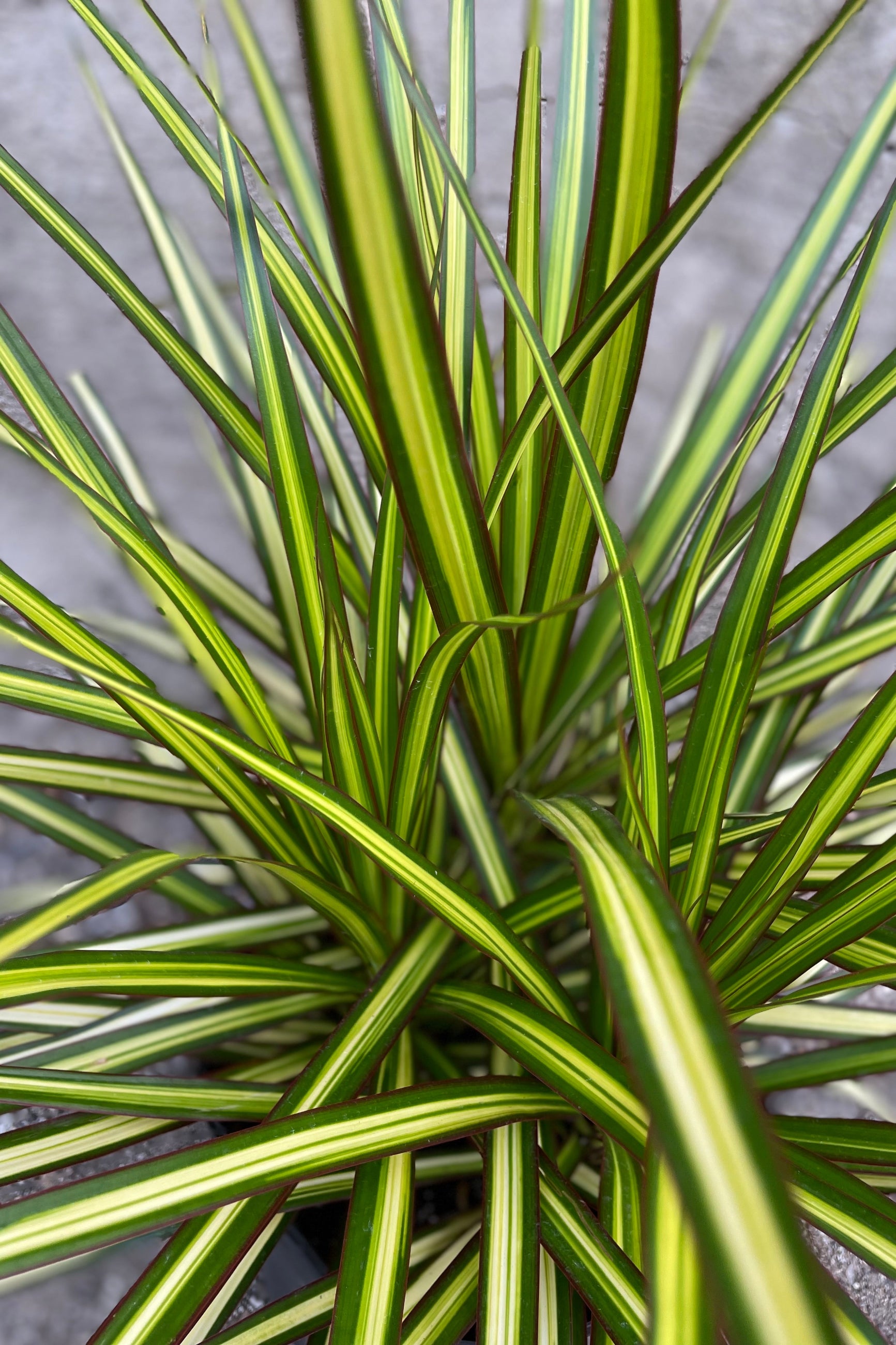 Dracaena marginata 'Kiwi' up close detail picture of the bright sword like leaves. ©Sprout Home