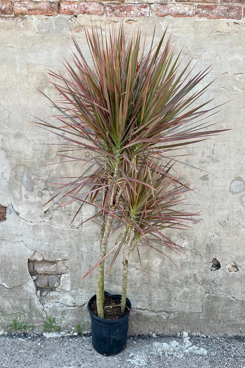 Dracaena marginata 'Red Princess' multi-cane 10" with a black growers pot against a grey wall