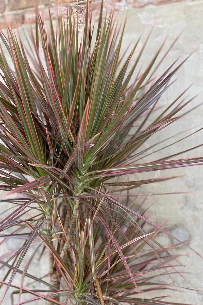 Dracaena marginata 'Red Princess' multi-cane 10" red and green leaves against a grey wall