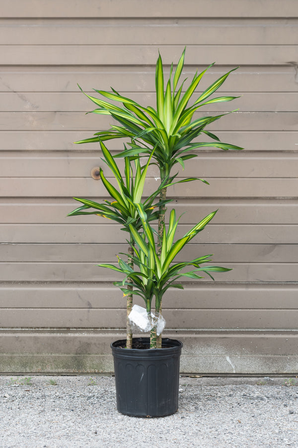  Dracaena 'Rikki' in grow pot in front of brown garage door