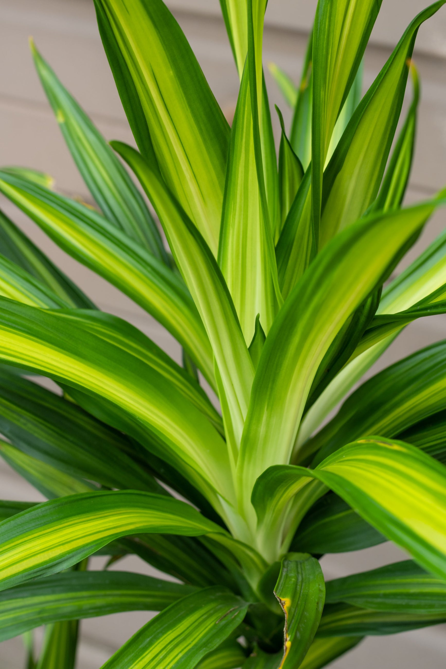 Close up of  Dracaena 'Rikki' leaves ©Sprout Home
