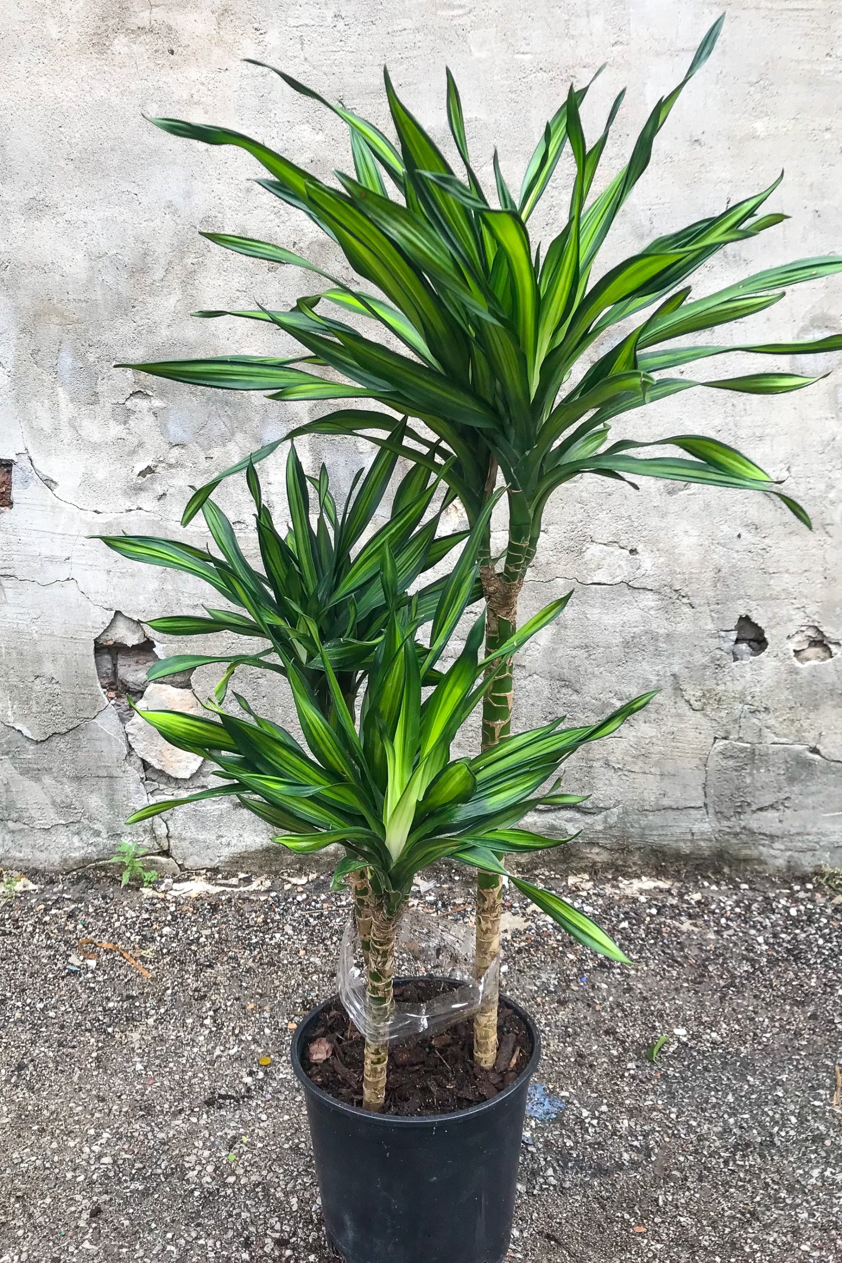 Dracaena 'Rikki' cane in grow pot in front of concrete background ©Sprout Home