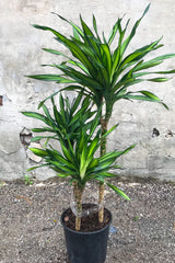 Dracaena 'Rikki' cane in grow pot in front of concrete background
