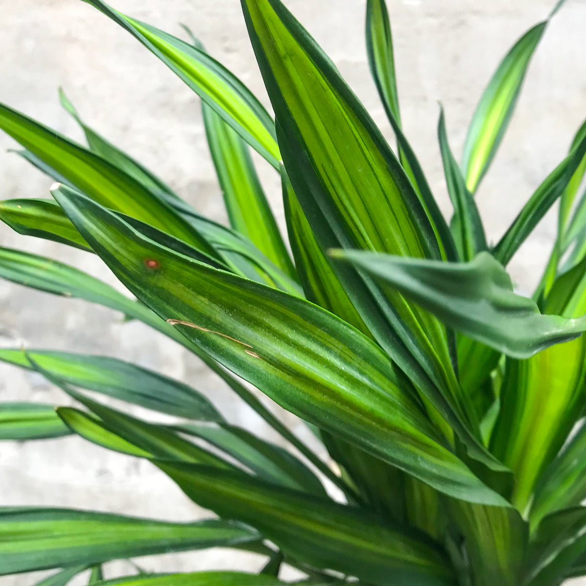 dracaena rikki cane Dracaena 'Rikki' cane 8" at SPROUT HOME