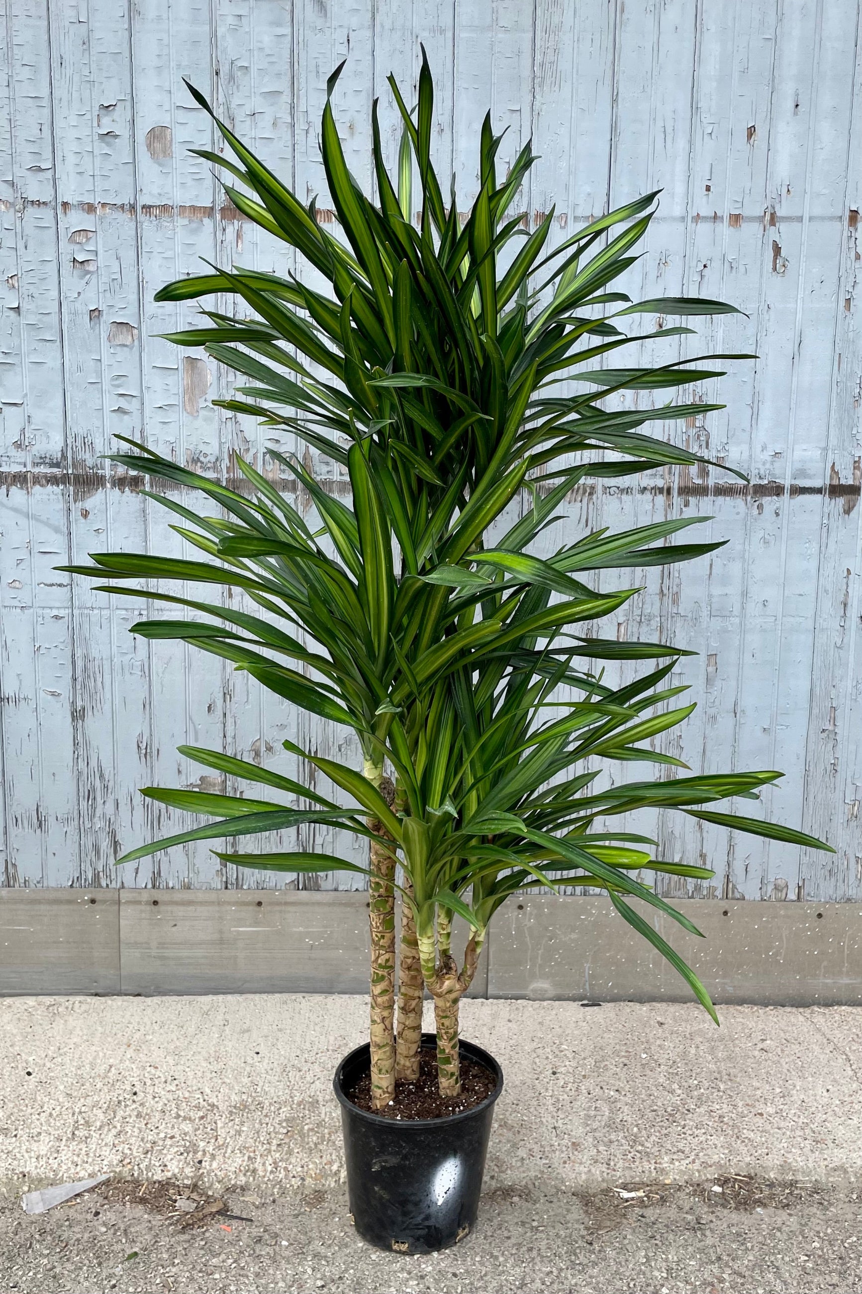 A full size view of Dracaena deremensis 'Rikki' cane #2 against wooden backdrop ©Sprout Home