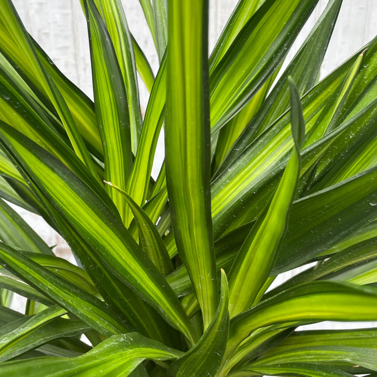 Dracaena deremensis 'Rikki' #3 cane at SPROUT HOME