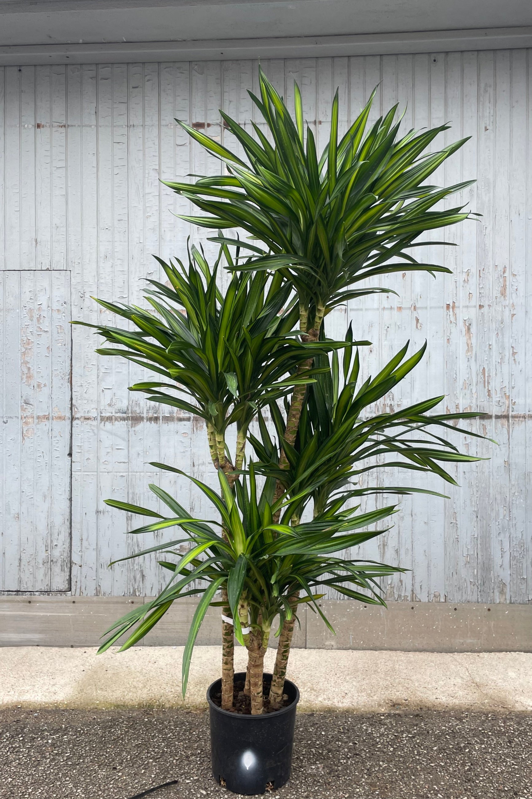 Photo of green and yellow leaves on tall canes of Dracaena 'Rikki' against a stone and gray wall ©Sprout Home