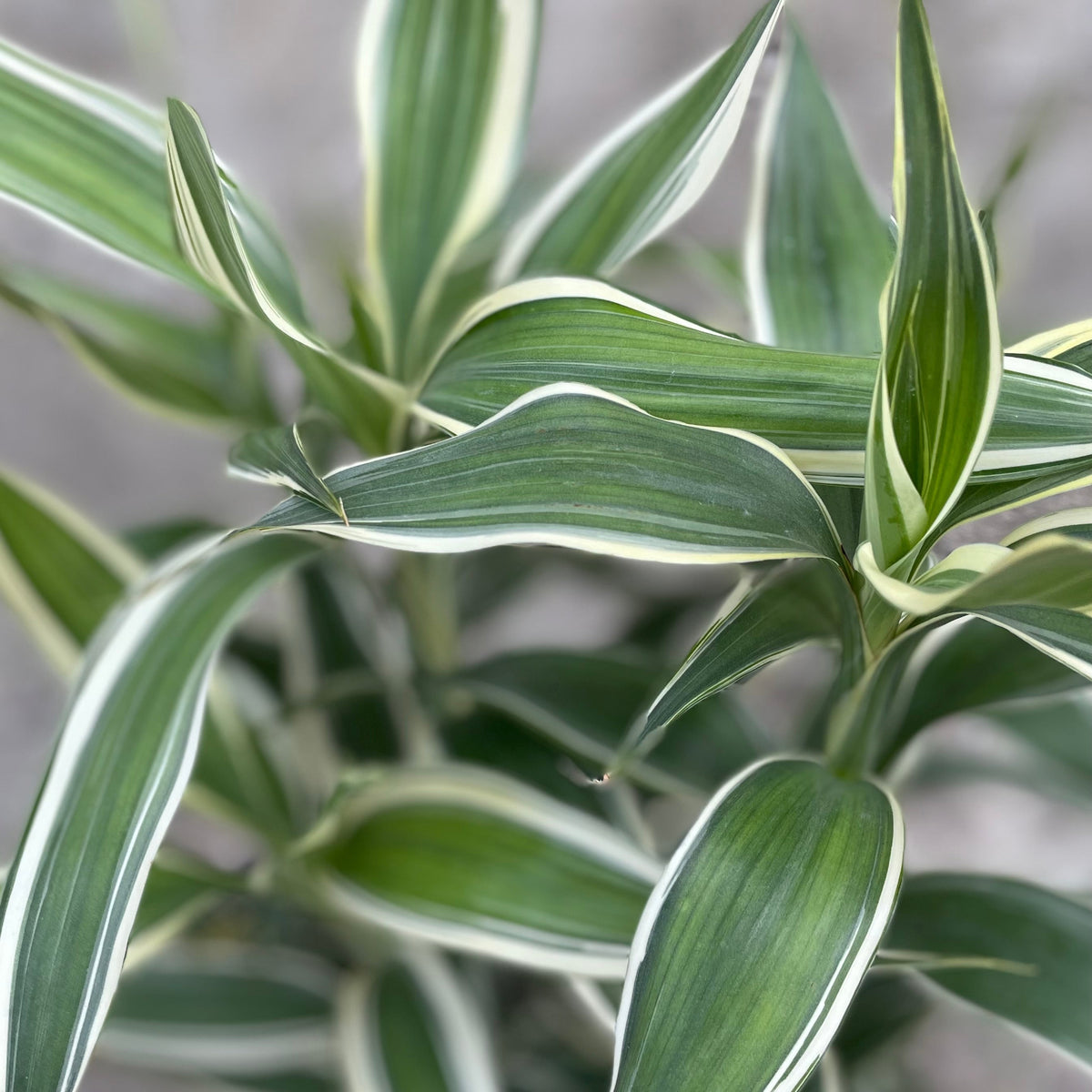 Dracaena sanderiana 8
