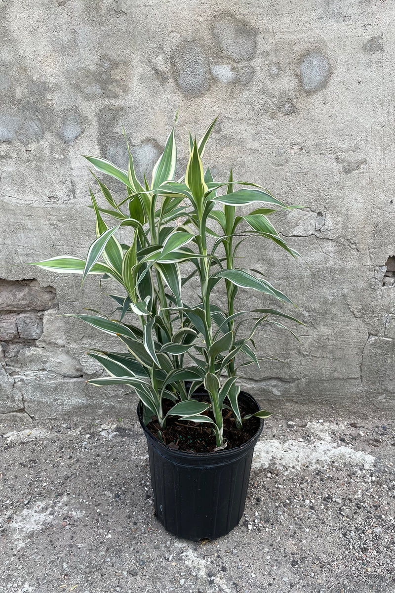 Dracaena sanderiana in grow pot in front of concrete wall
