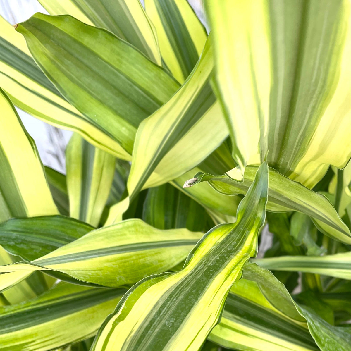dracaena steudneri sol Dracaena 'Sol' staggered 10" cane at SPROUT HOME