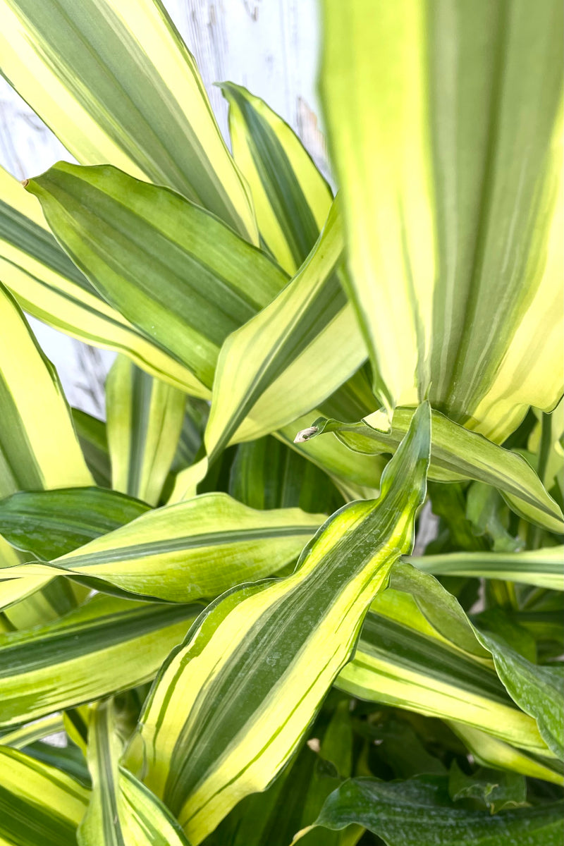 A detailed shot of Dracaena 'Sol' staggered cane 10" 