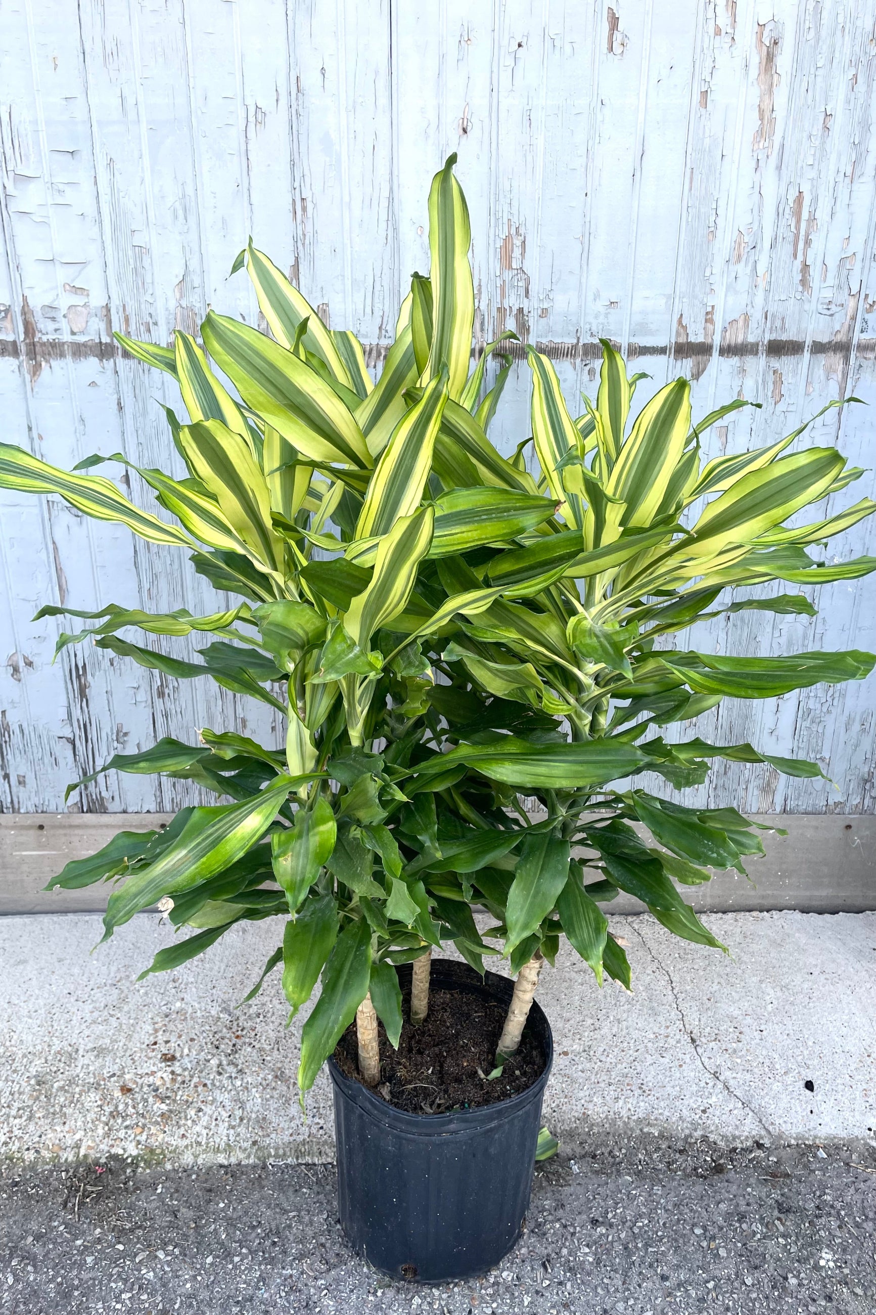Dracaena 'Sol' staggered 10