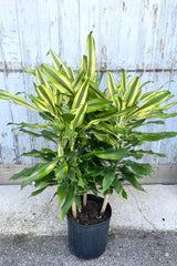 A full view of Dracaena 'Sol' staggered cane 10" in grow pot against wooden backdrop
