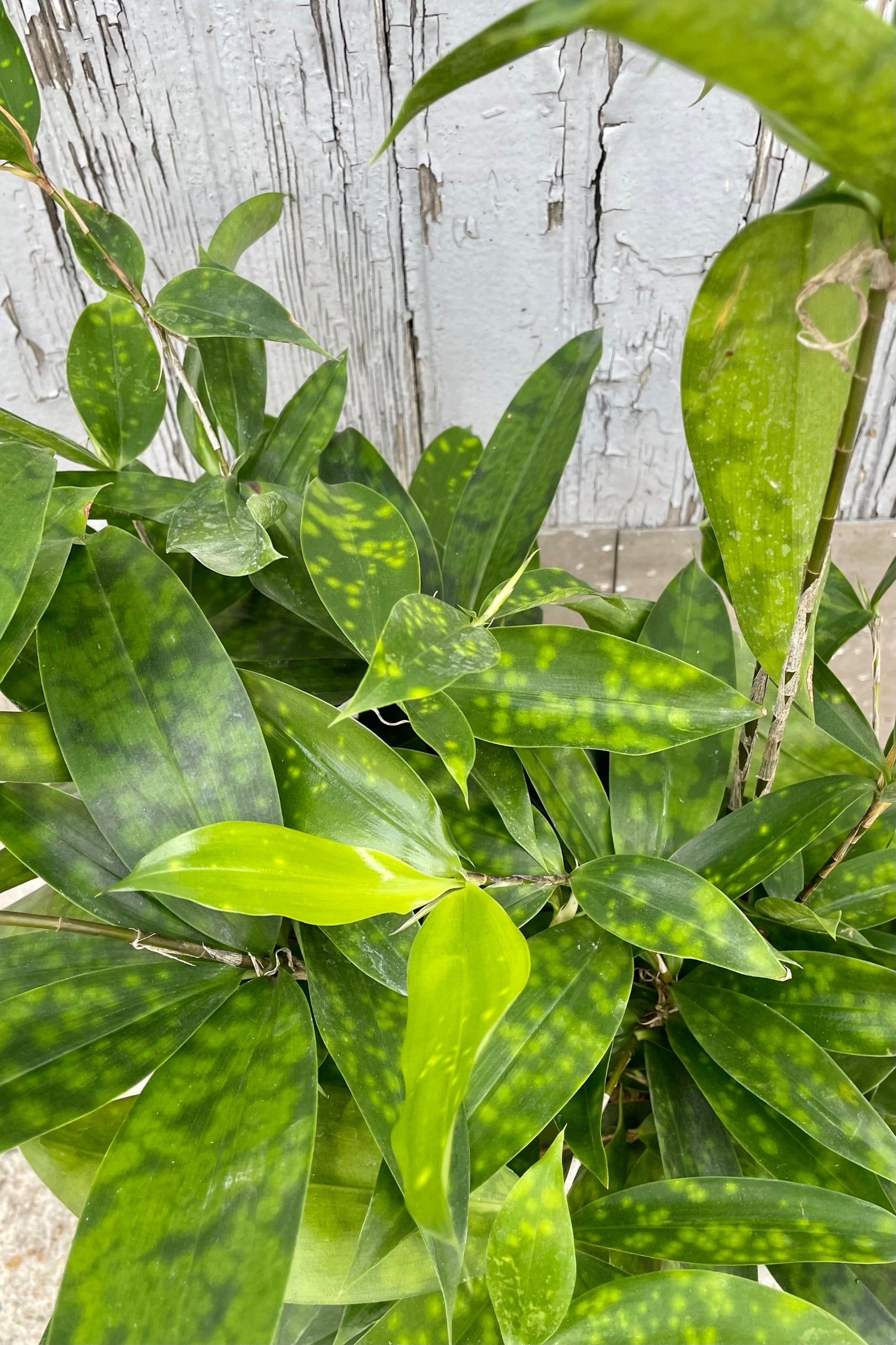 A detailed view of Dracaena surculosa 6" against wooden backdrop ©Sprout Home