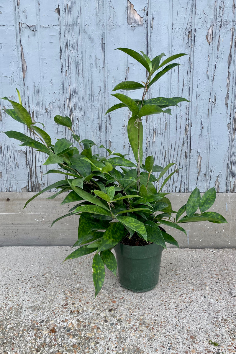 A full view of Dracaena surculosa 6" in grow pot against wooden backdrop