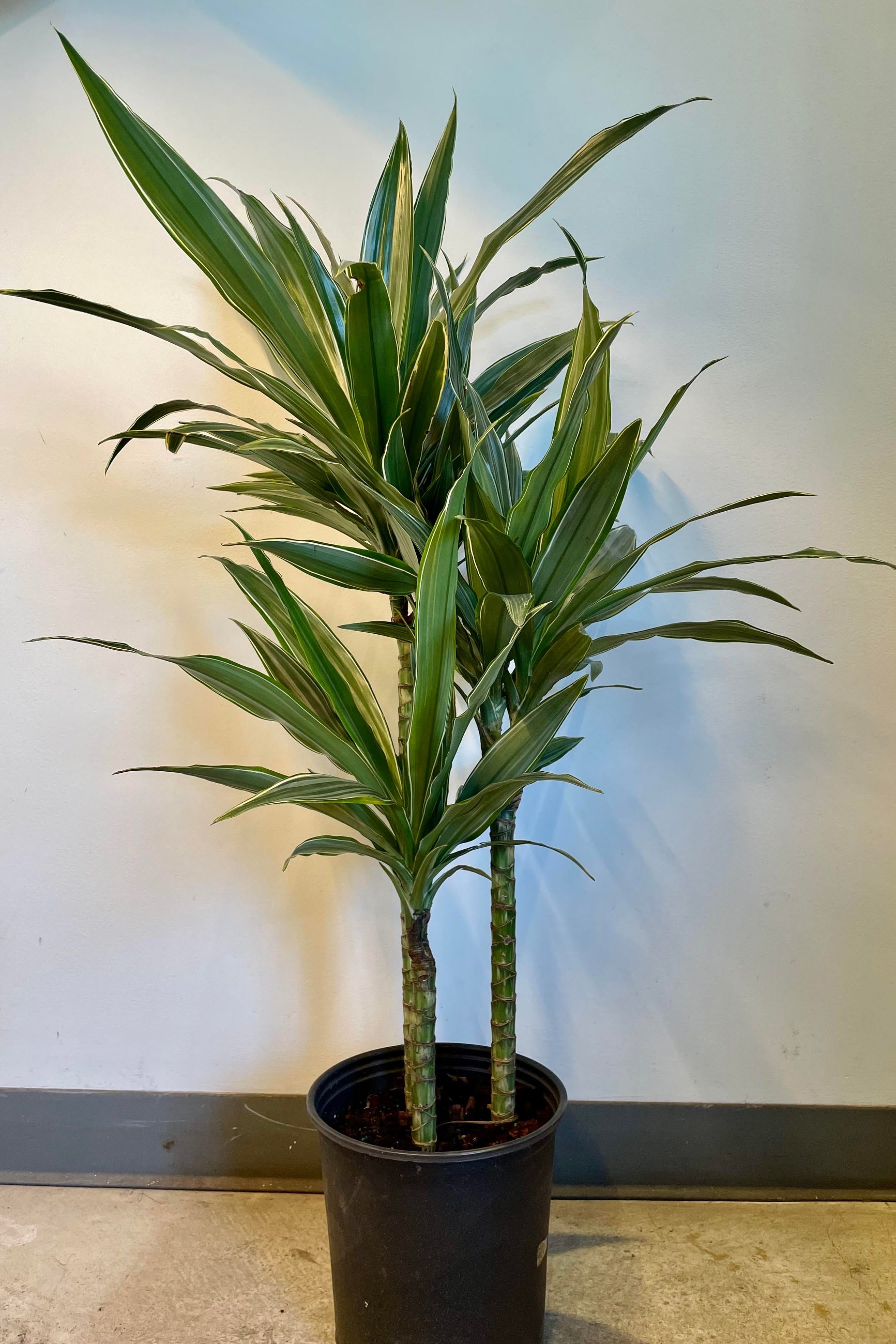 The Dracaena 'Ulises' staggered cane 8" sits against a white wall ©Sprout Home