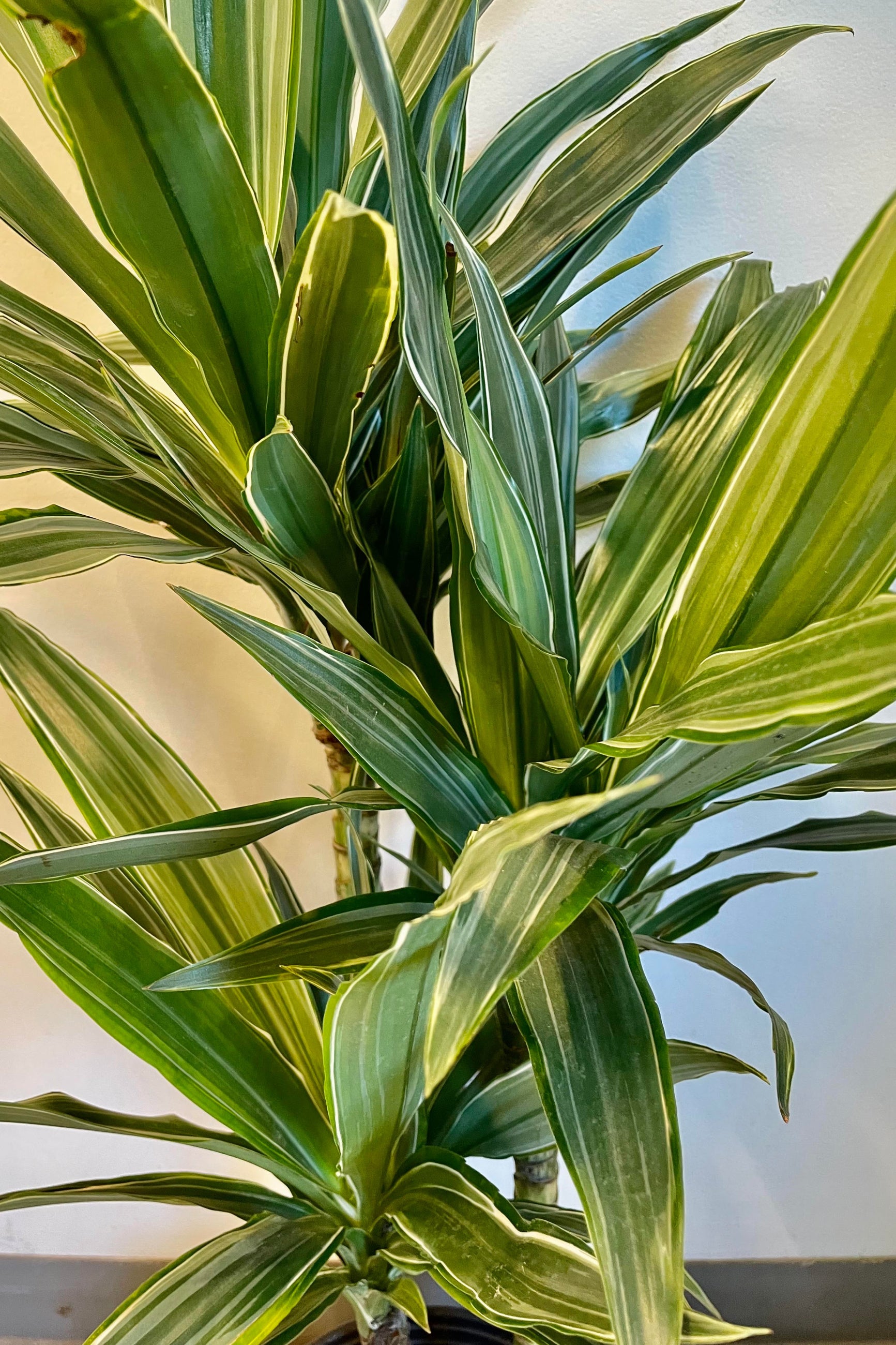 A detailed look at the Dracaena 'Ulises' staggered cane 8" ©Sprout Home