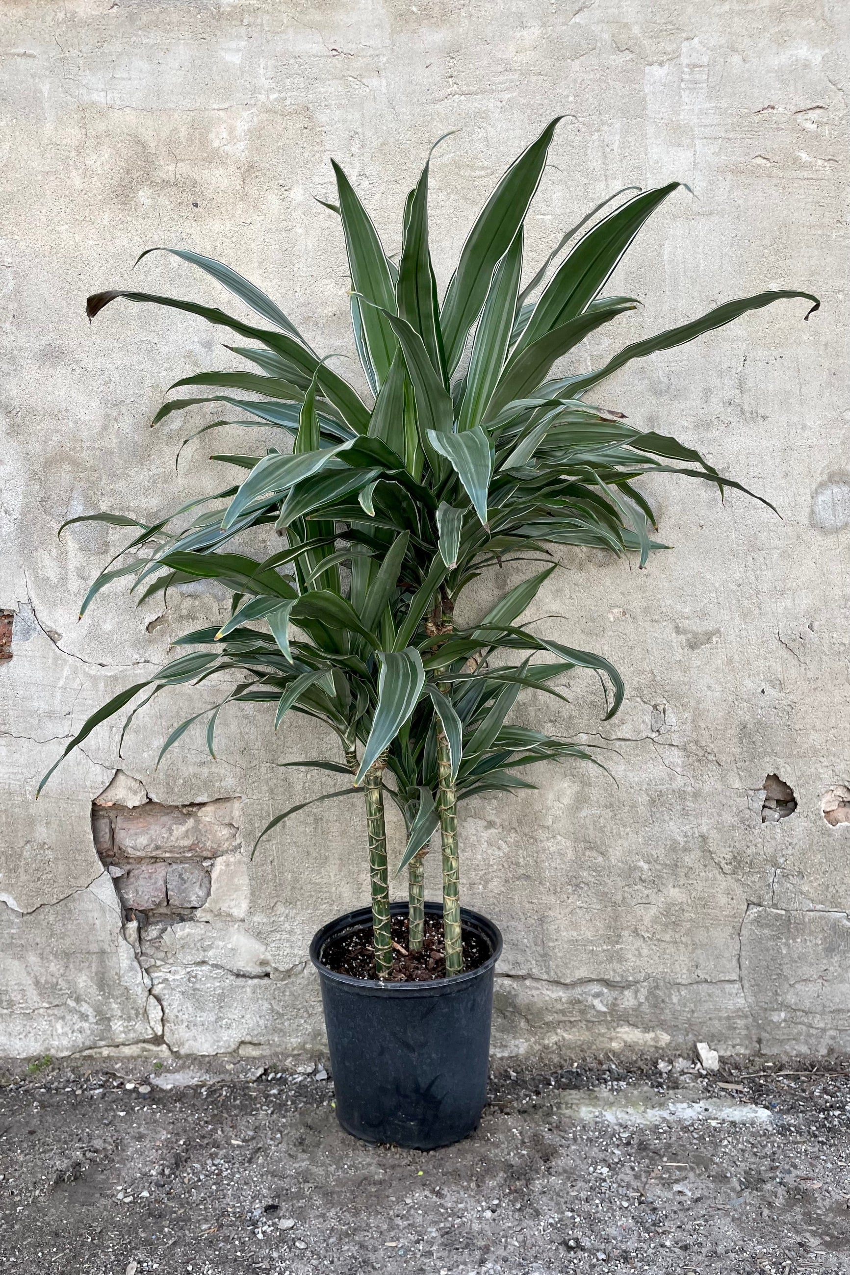 Dracaena 'Warnecki' staggered cane 10