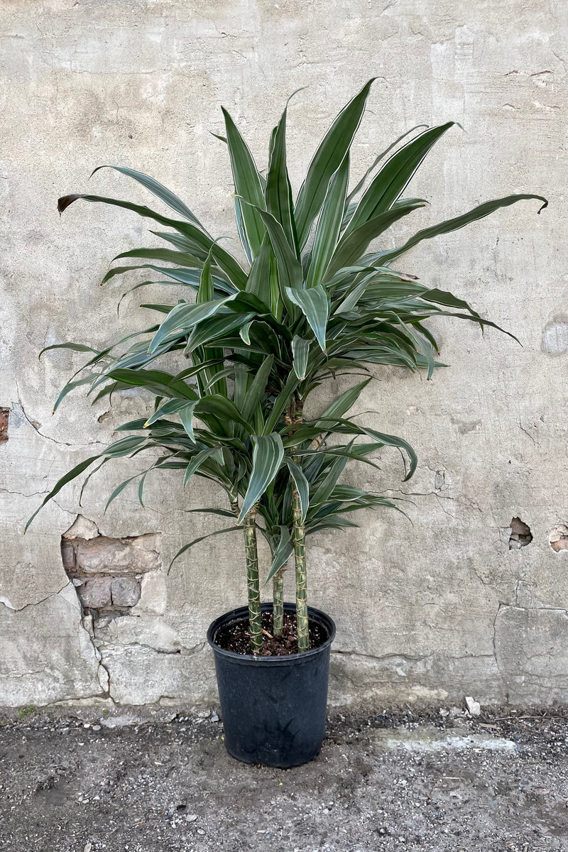 Dracaena deremensis 'Warnecki' staggered cane 10" black growers pot with green and white variegated cane tree leaves against a grey wall.