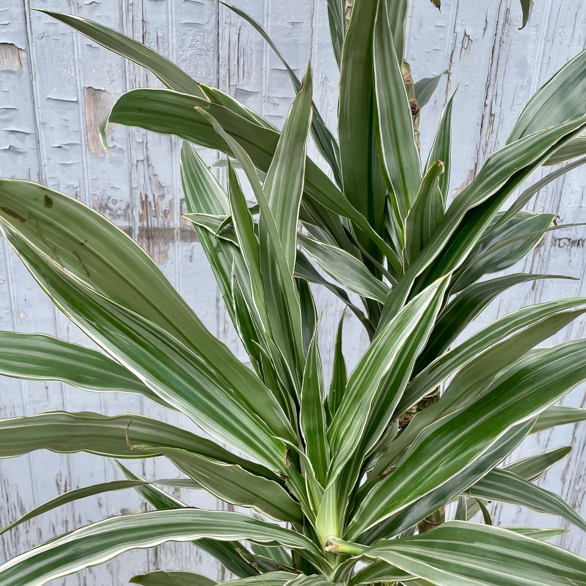 dracaena cutting back Dracaena 'Warneckii' cut-back cane #3 at SPROUT HOME