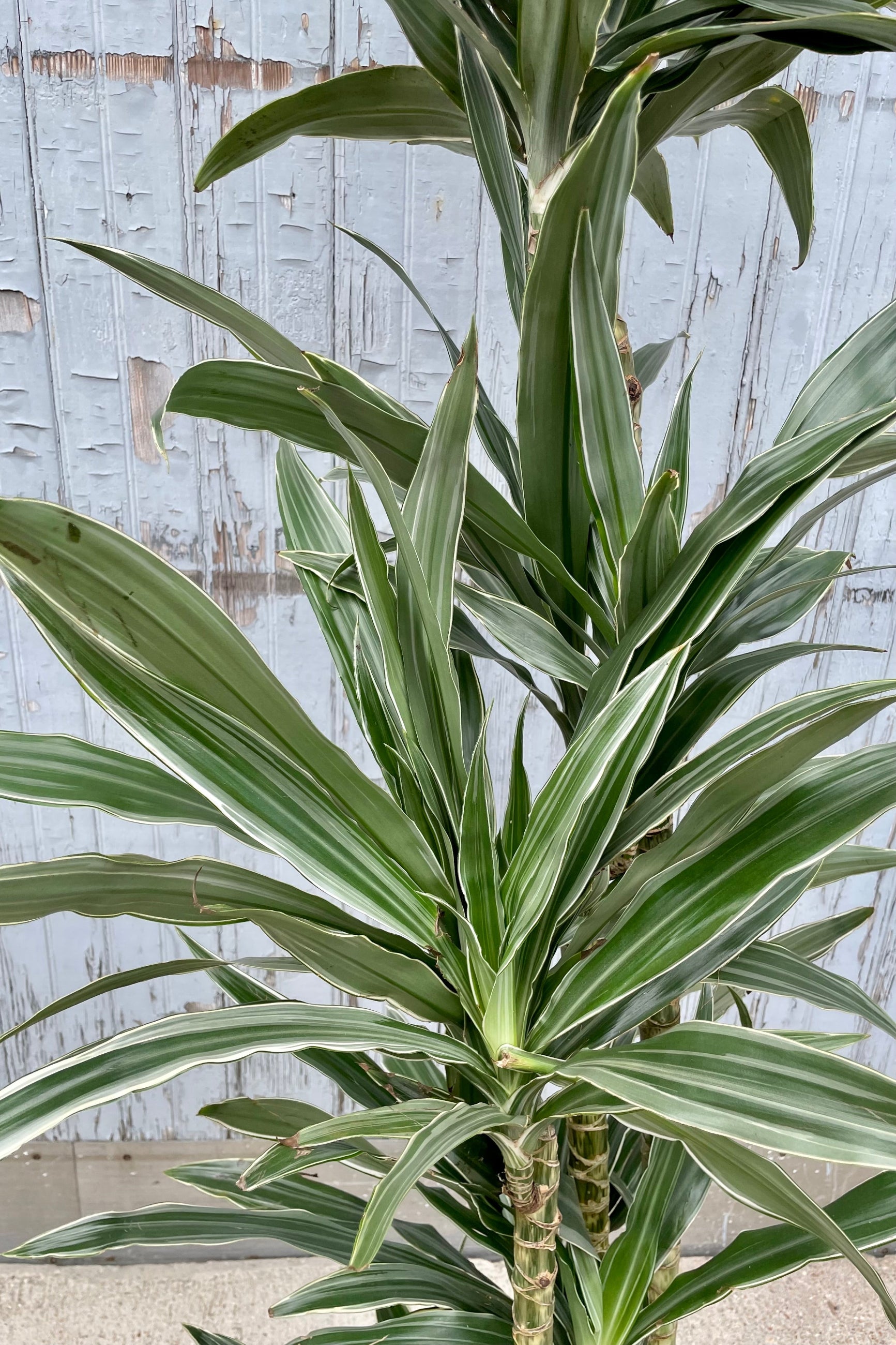 A detailed view of Dracaena 'Warneckii' cut-backl cane #3 against wooden backdrop ©sprout Home