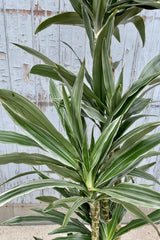 A detailed view of Dracaena 'Warneckii' cut-backl cane #3 against wooden backdrop