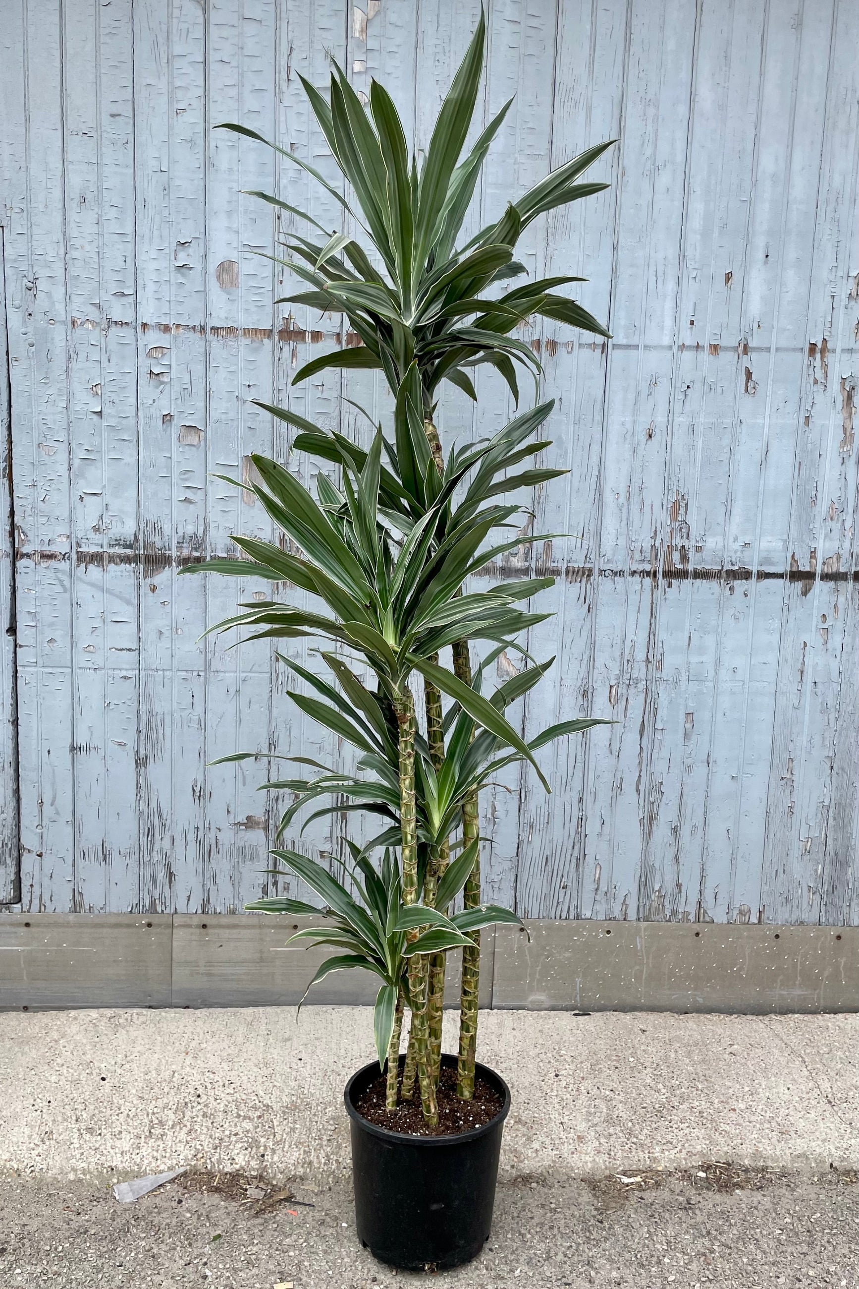 A full view of Dracaena 'Warneckii' cut-back cane #3 in grow pot against wooden backdrop ©Sprout Home