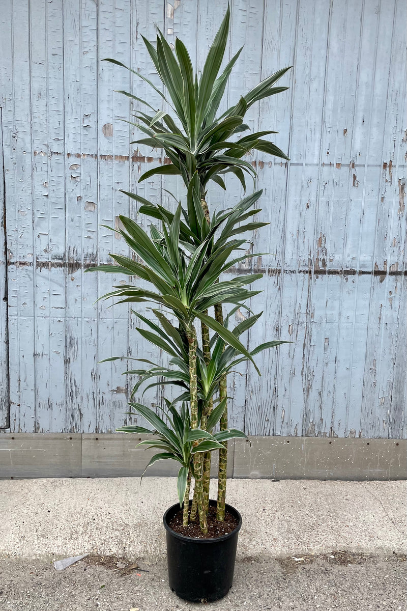 A full view of Dracaena 'Warneckii' cut-back cane #3 in grow pot against wooden backdrop