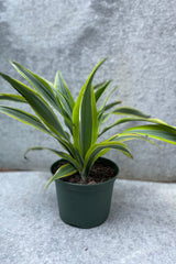 Dracaena 'Gold Star' plant in a 6" growers pot against a grey wall. 