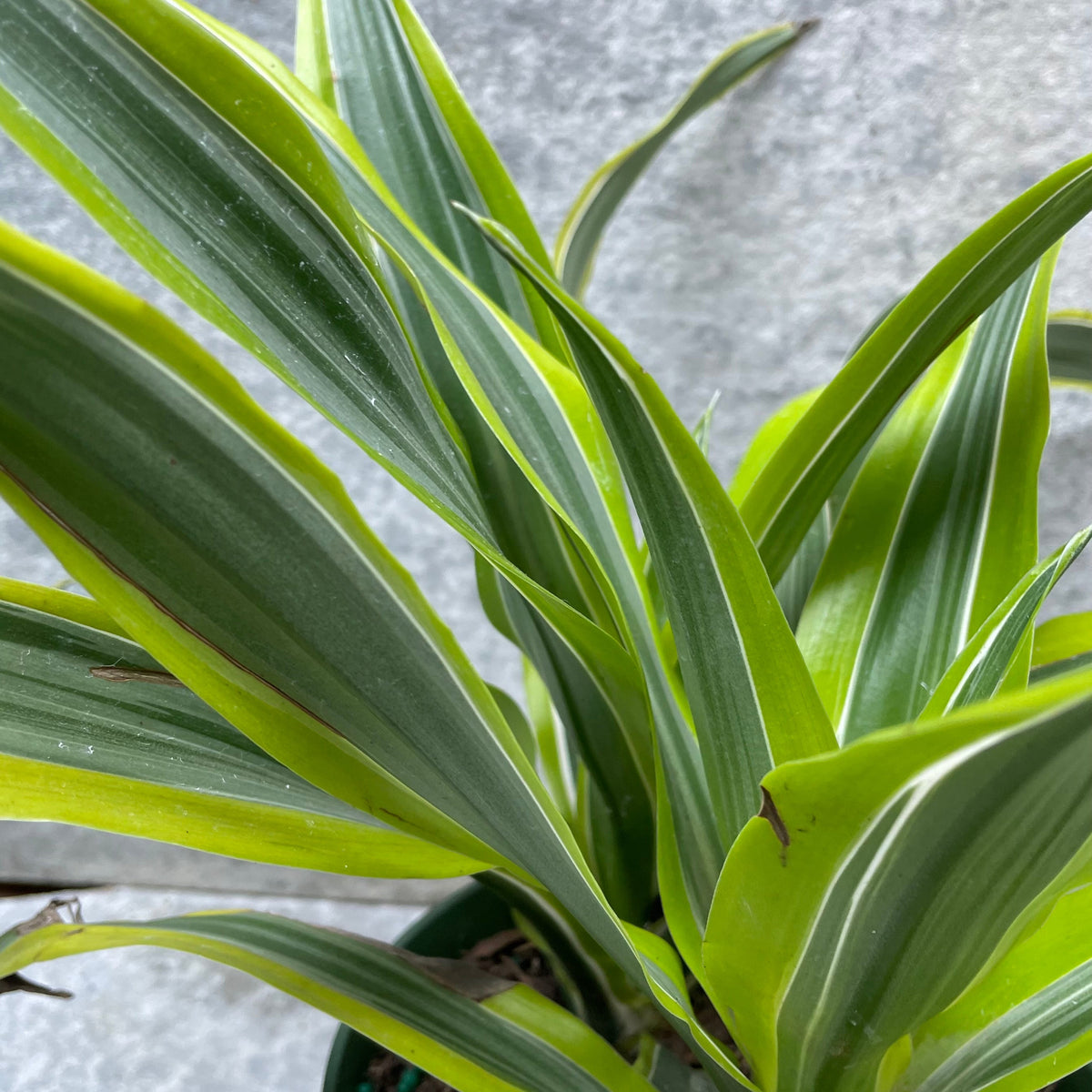 dracaena gold star Dracaena 'Goldstar' 6"