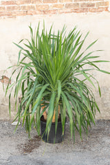 Large Dracaena arborea in front of concrete wall 