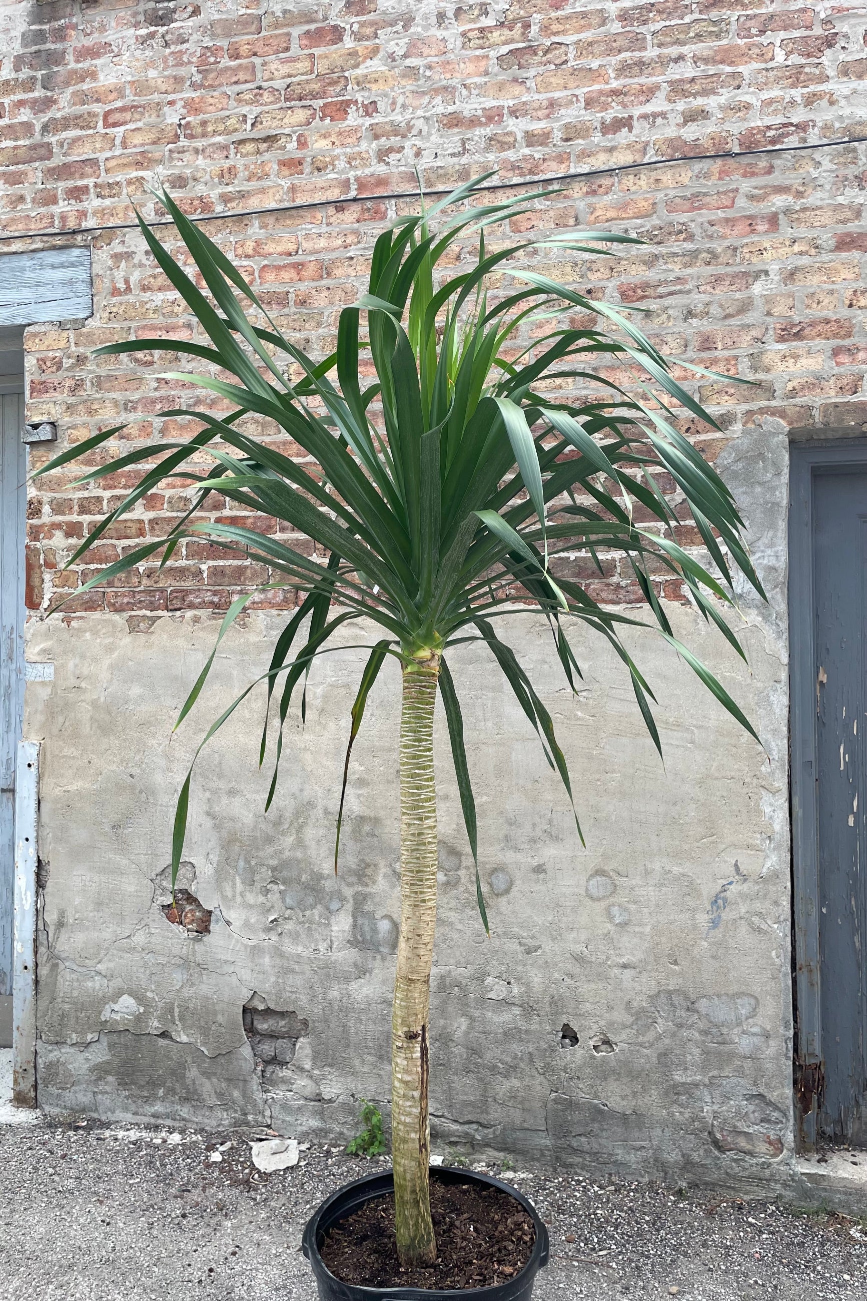A single Dracaena arborea plant with thick head of long, sword-shaped leaves on top of a sturdy trunk. ©Sprout Home