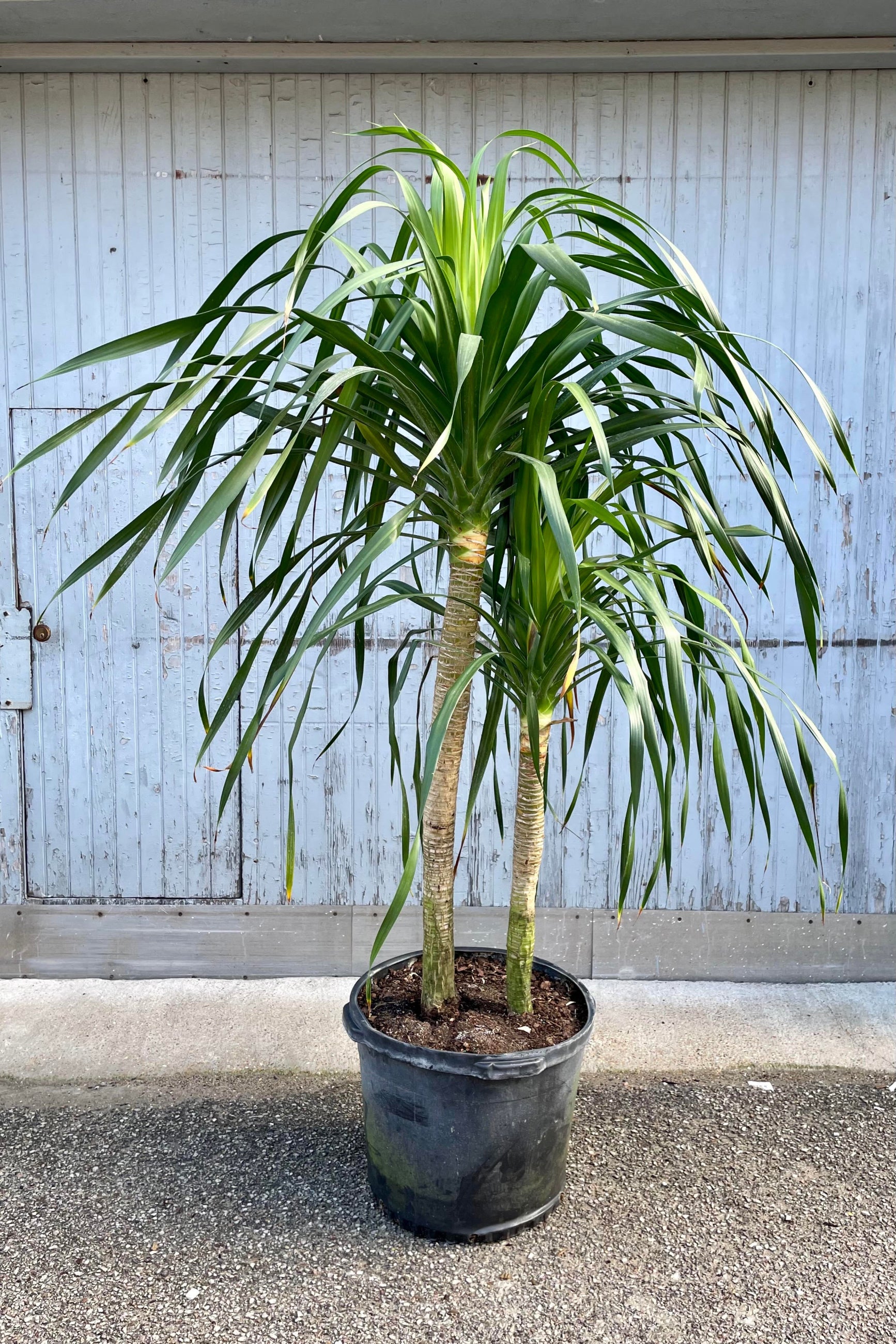 An overall look at the Draceana arborea, double 17" in its growers pot against a blue backdrop. ©Sprout Home