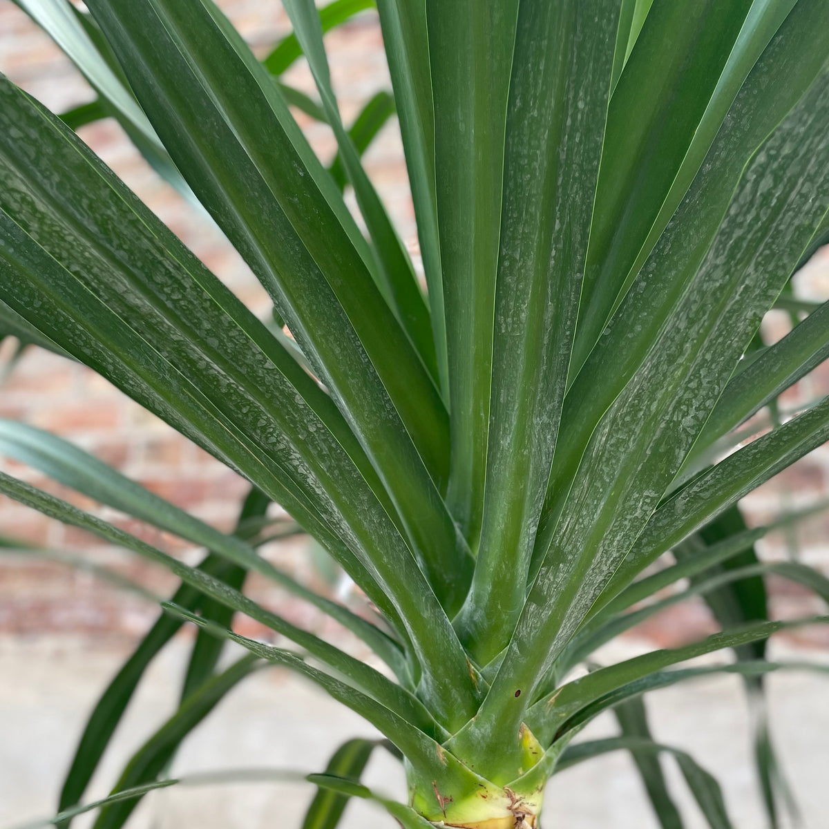 dracaena arborescens Dracaena arborea, single 17"