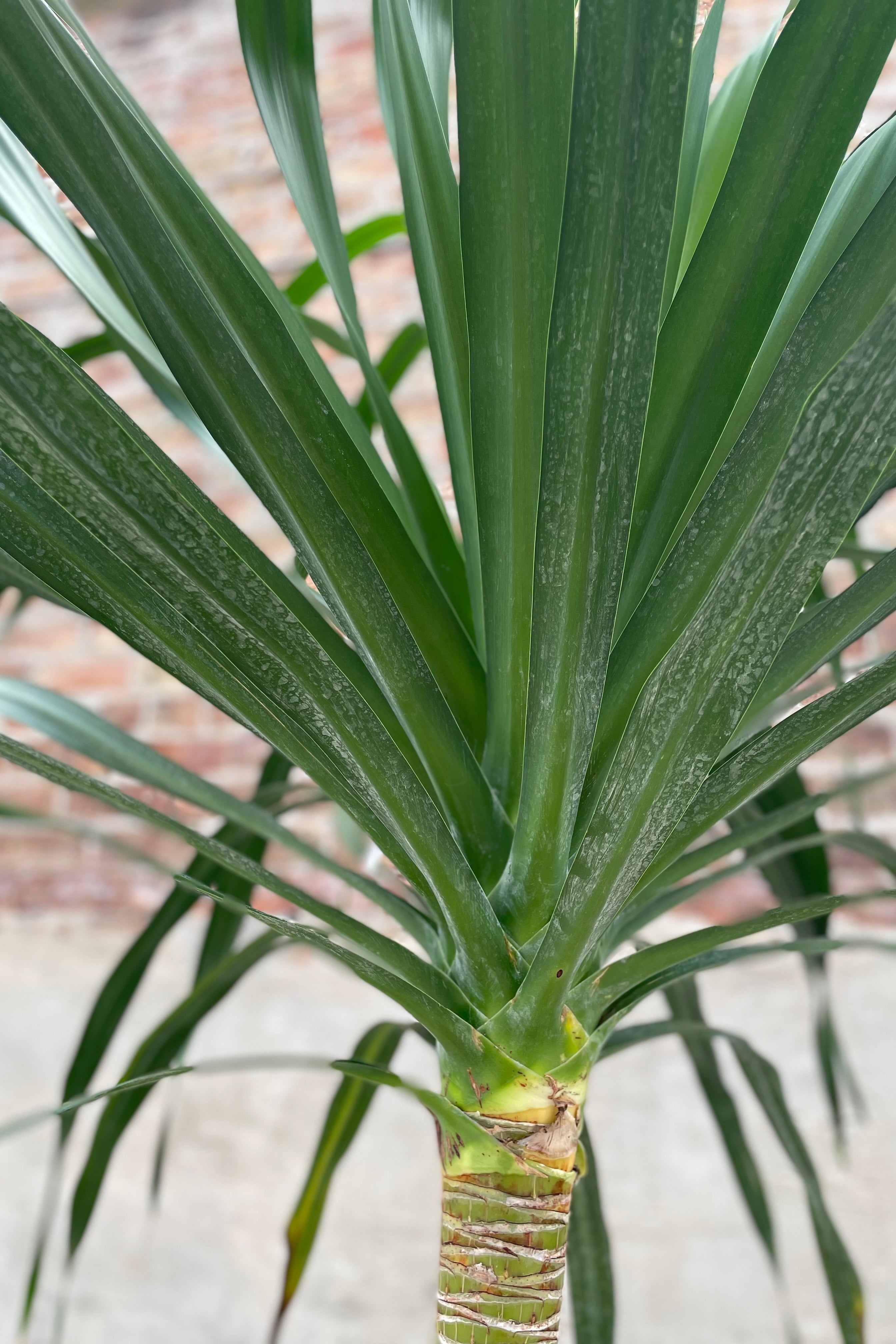 A single Dracaena arborea plant with thick head of long, sword-shaped leaves on top of a sturdy trunk. ©Sprout Home